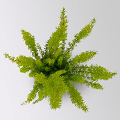 Baumheide, gelblaubig, Topf-Ø 11cm, 6 Pflanzen Baumheide, gelblaubig, Topf-Ø 11cm, 6 Pflanzen