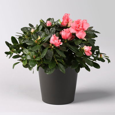 Azalee lachs gefüllt im Keramiktopf Dallas anthrazit, Topf-Ø 12 cm, 3er-Set Azalee lachs gefüllt im Keramiktopf Dallas anthrazit, Topf-Ø 12 cm, 3er-Set