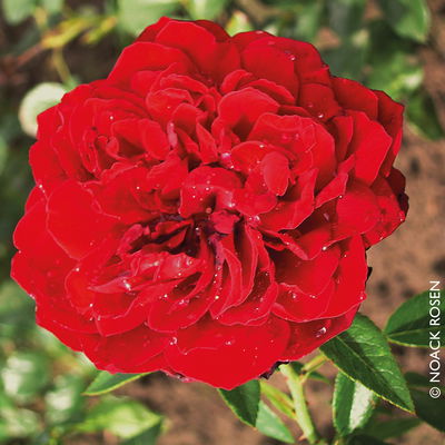 Kletterrose 'Belkanto®', samtrot, Topf 5 Liter Kletterrose 'Belkanto®', samtrot, Topf 5 Liter