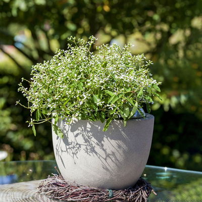 Zauberschnee™ 'Diamond Frost™' weiß, Topf-Ø 12 cm, 6er-Set