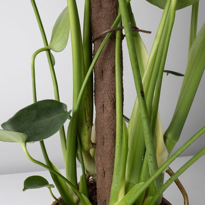 Monstera deliciosa, Topf-Ø 19 cm, am biobasierten Kletterstab, Höhe ca. 80 cm
