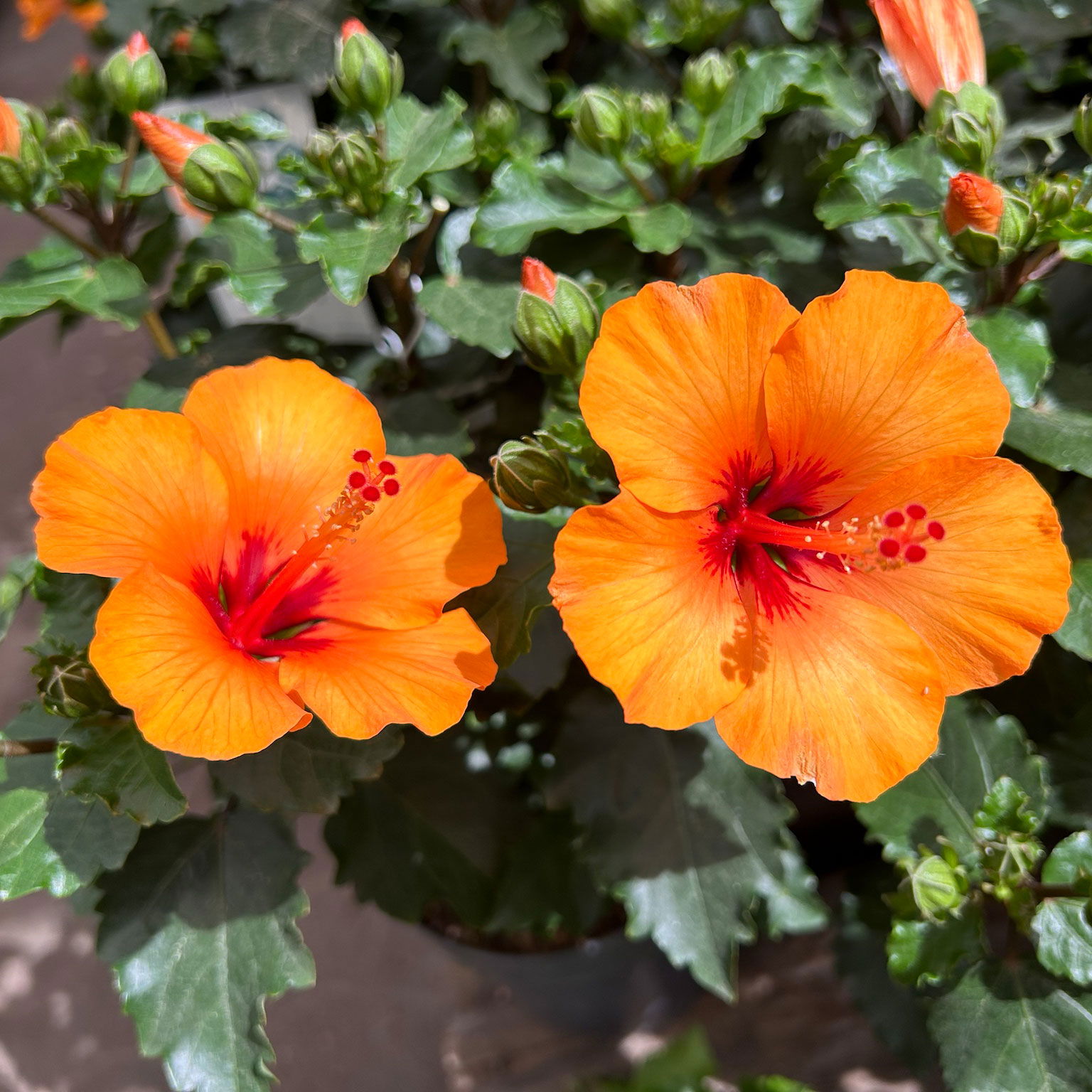 Hibiskus HibisQs® 'Petit Orange' orange, Stamm, Topf-Ø 17 cm, Höhe ca. 60 cm