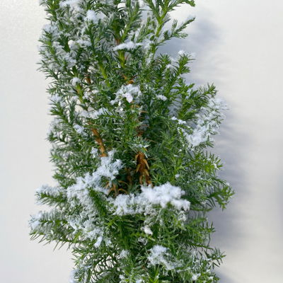 Kegelzypresse 'Top Point', weiß beschneit, Topf-Ø 9 cm, 6 Pflanzen