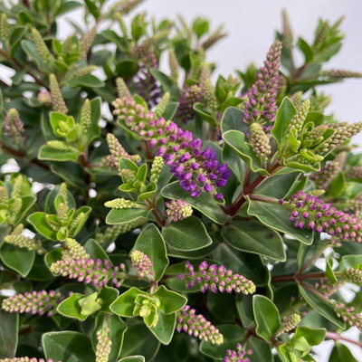 Hebe 'All Blooms®', blau, Topf-Ø 12 cm, 3 Pflanzen