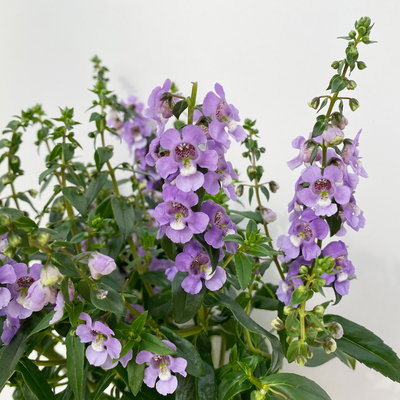 Pflanzenkreation Lavendeltraum, groß, 6 Pflanzen inkl. Erde und Dünger