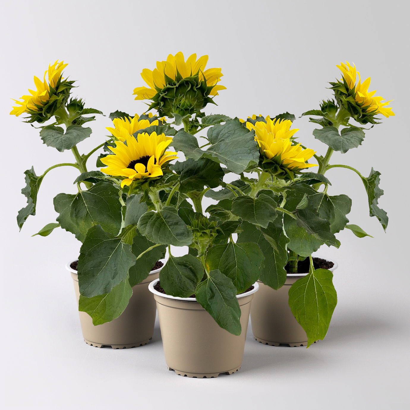 Sonnenblume 'Sunsation'® ,gelb, verzweigt, Topf-Ø 13 cm, 3 Pflanzen