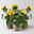 Sonnenblume 'Sunsation'® ,gelb, verzweigt, Topf-Ø 13 cm, 3 Pflanzen
