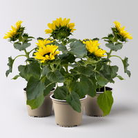 Sonnenblume 'Sunsation'® ,gelb, verzweigt, Topf-Ø 13 cm, 3 Pflanzen