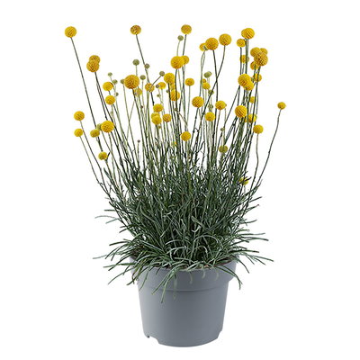 Craspedia, gelb, Topf-Ø 17 cm, 2 Pflanzen Craspedia, gelb, Topf-Ø 17 cm, 2 Pflanzen