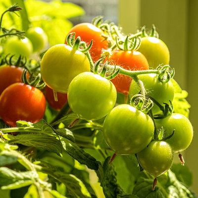 Bio Cocktailtomate 'Red Robin' Topf-Ø 12 cm, 3 Pflanzen