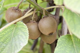 Kiwi  Kiwi
