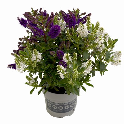 Hebe 'All Blooms® Twin', blau und weiß, Topf-Ø 12 cm, 3 Pflanzen