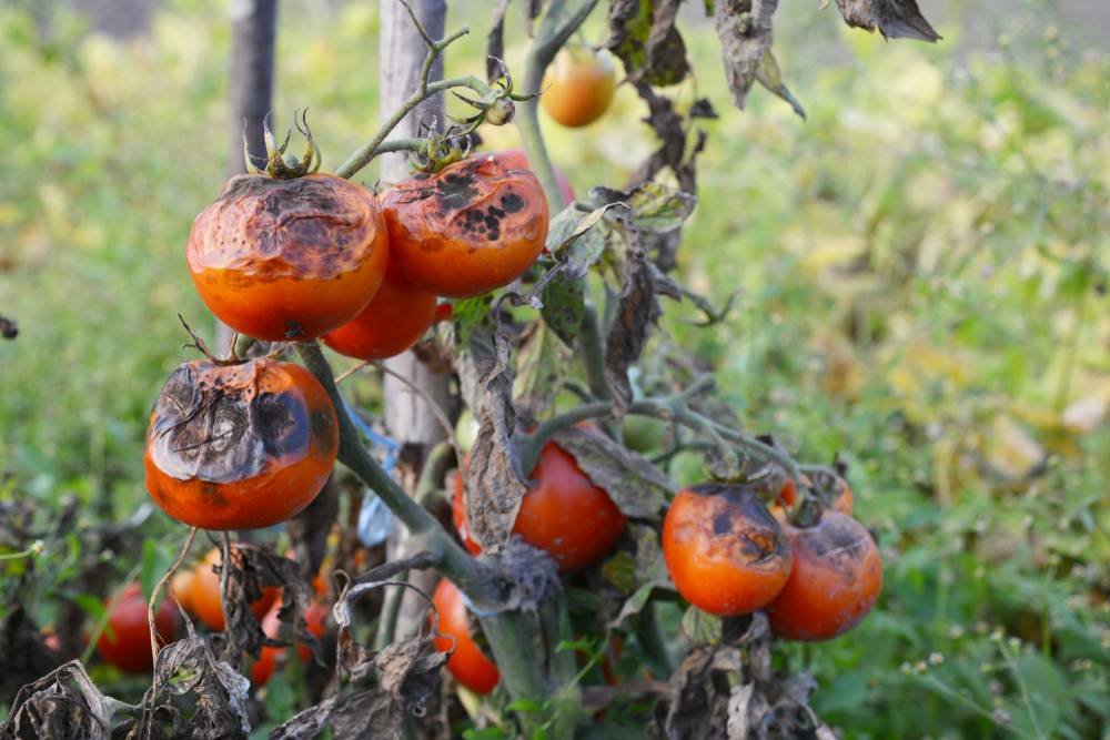Tomaten mit Braunfäule am Stock 