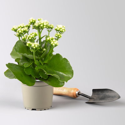 Grabbepflanzung Sommer rot-weiß-blau, 12 Pflanzen