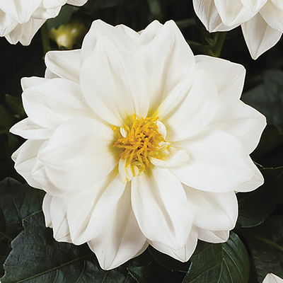Dahlie weiß, Topf-Ø 12 cm, 6 Stück Dahlie weiß, Topf-Ø 12 cm, 6 Stück