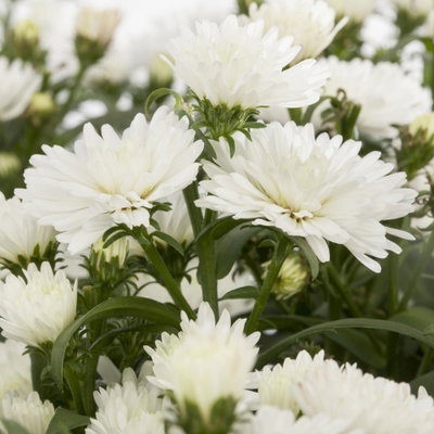 Aster novi-belgii, weiss gefüllt, Topf-Ø 12 cm, 6 Pflanzen Aster novi-belgii, weiss gefüllt, Topf-Ø 12 cm, 6 Pflanzen