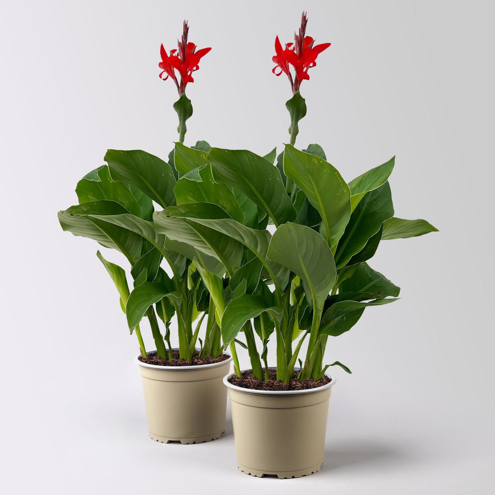 Canna 'Kreta', rot, Topf- 17 cm, 2 Pflanzen online kaufen Pflanzen Klle