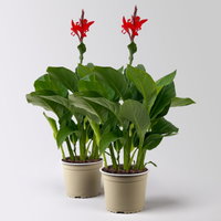 Canna 'Kreta, rot, Topf-Ø 17 cm, 2 Pflanzen Canna 'Kreta, rot, Topf-Ø 17 cm, 2 Pflanzen