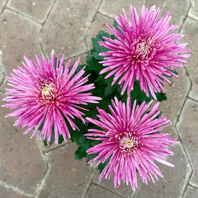 Chrysantheme 'Anastasia', lila, großblumig, Topf-Ø 13 cm, 3 Pflanzen Chrysantheme 'Anastasia', lila, großblumig, Topf-Ø 13 cm, 3 Pflanzen