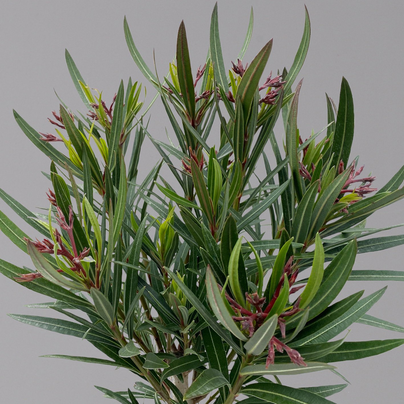 Oleander rot, Stamm, Topf-Ø 18 cm, Höhe ca. 50