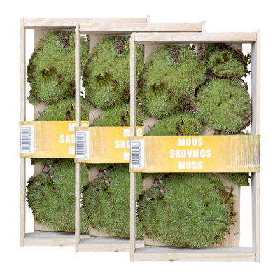 Kugelmoos in der Holzkiste klein, 3er-Set Kugelmoos in der Holzkiste klein, 3er-Set