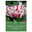 Tulpen 'Flaming Club', rosa, 7 Blumenzwiebeln Tulpen 'Flaming Club', rosa, 7 Blumenzwiebeln
