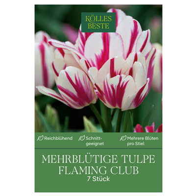 Tulpen 'Flaming Club', rosa, 7 Blumenzwiebeln