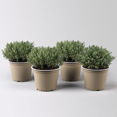 Sunny Herbs® Thymian 'Faustini', blassviolett, Topf-Ø 14 cm, 4 Pflanzen