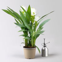 Kurkuma Pflanze, weiß, Topf-Ø 14 cm, 2 Pflanzen