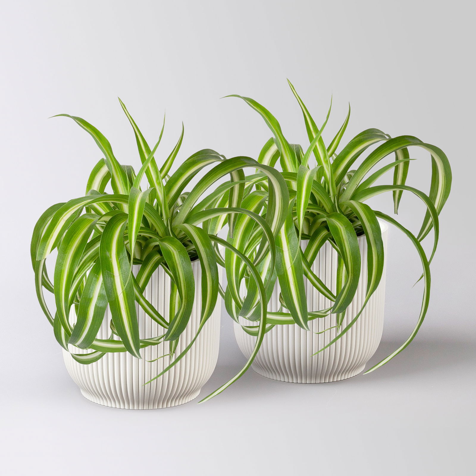 Grünlilie 'Bonnie', Topf-Ø 12 cm, inkl. Übertopf Vibes weiß, 2 Pflanzen Grünlilie 'Bonnie', Topf-Ø 12 cm, inkl. Übertopf Vibes weiß, 2 Pflanzen