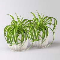 Grünlilie 'Bonnie', Topf-Ø 12 cm, inkl. Übertopf Vibes weiß, 2 Pflanzen Grünlilie 'Bonnie', Topf-Ø 12 cm, inkl. Übertopf Vibes weiß, 2 Pflanzen