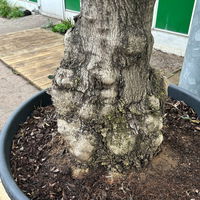 Olivenbaum, Stamm, Topf-Ø ca. 50-60 cm