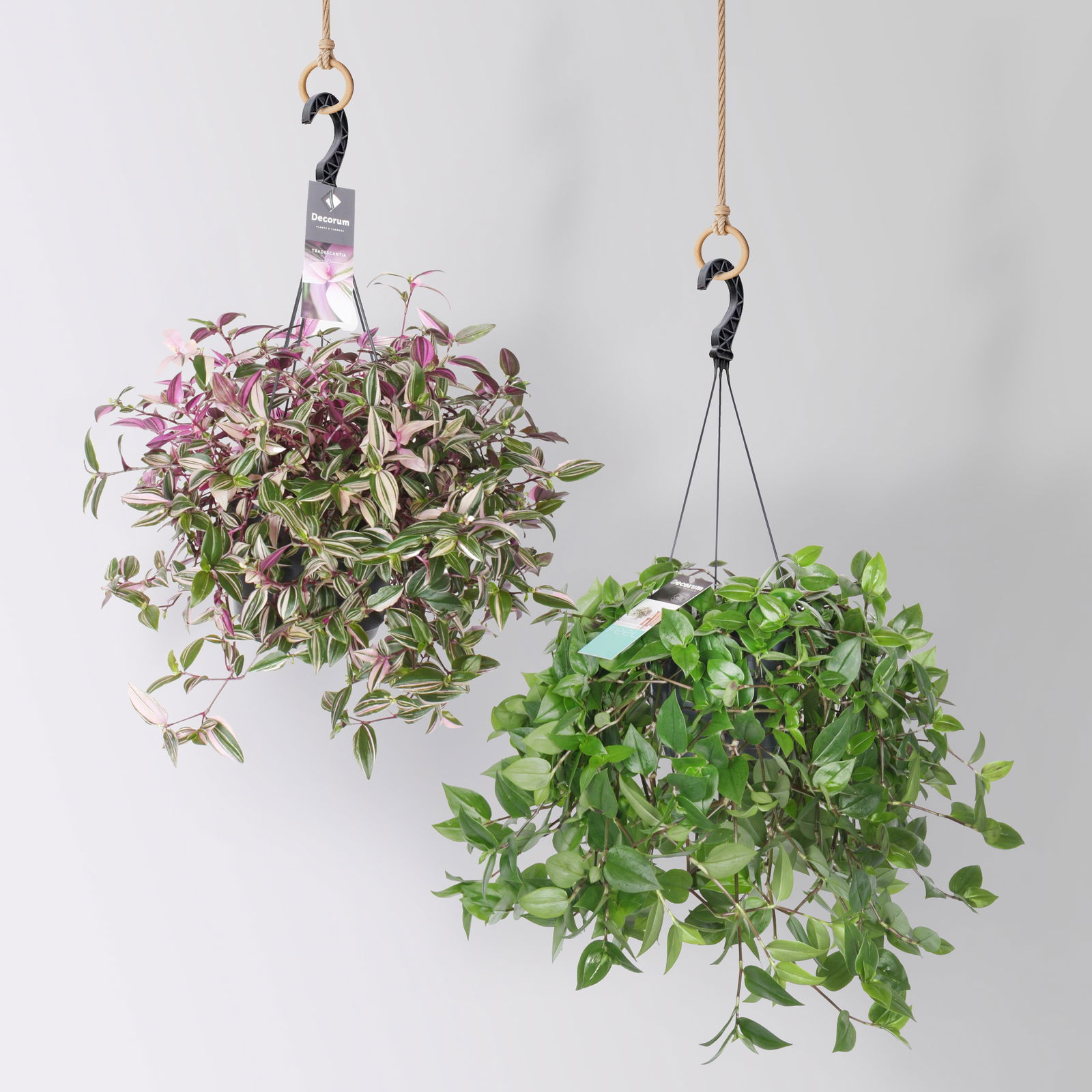 Grünpflanzen-Set Ampel-WG, Hängeampel-Ø 18 cm, 2 Pflanzen