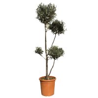 Olivenbaum ''Pompon', verzweigter Stamm, Topf-Ø ca. 33 cm, Höhe ca. 130 cm