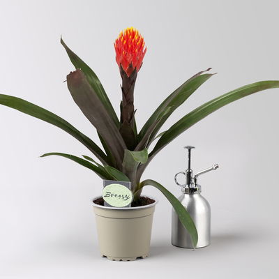 Guzmania 'Tala', orange-gelb, Topf-Ø 12 cm , Höhe ca. 45 cm, 2 Pflanzen