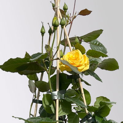 Beetrose 'Westart®' gelb, Topf 5 Liter, 4 Pflanzen Beetrose 'Westart®' gelb, Topf 5 Liter, 4 Pflanzen