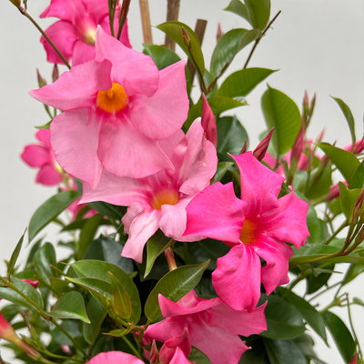 Dipladenie rosa, XL-Pyramide, Topf-Ø 40 cm, Höhe ca. 180 cm