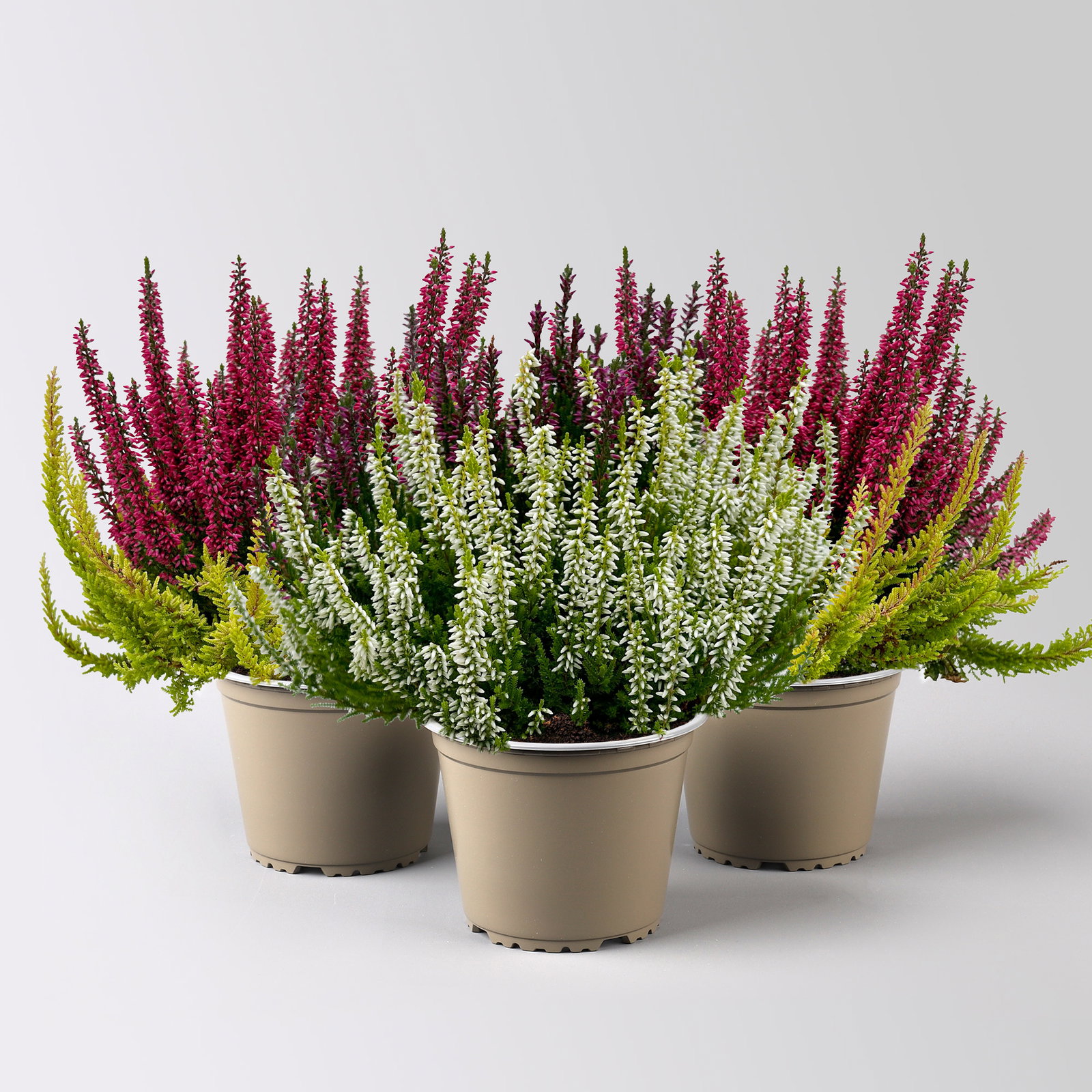 Calluna 'Colour Crown', zweifarbig, Topf-Ø 13 cm, 3 Pflanzen Calluna 'Colour Crown', zweifarbig, Topf-Ø 13 cm, 3 Pflanzen