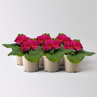 Primel 'Sunrise', pink, Topf-Ø 11 cm, 8 Pflanzen Primel 'Sunrise', pink, Topf-Ø 11 cm, 8 Pflanzen