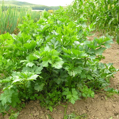 Demeter-Saatgut, Schnittsellerie