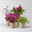 Pflanzenkreation Sommerliebe, 4 Pflanzen Pflanzenkreation Sommerliebe, 4 Pflanzen