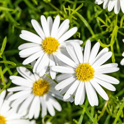 Australisches Gänseblümchen weiß, Topf-Ø 12 cm, 6er-Set