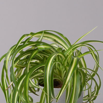 Grünlilie 'Bonnie', Topf-Ø 12 cm, Höhe ca. 20 cm, 3er-Set