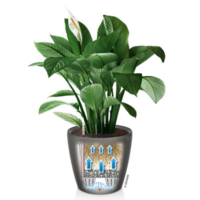 Lechuza 'Classico LS 21', schwarz, ca. Ø 21 x H 20 cm