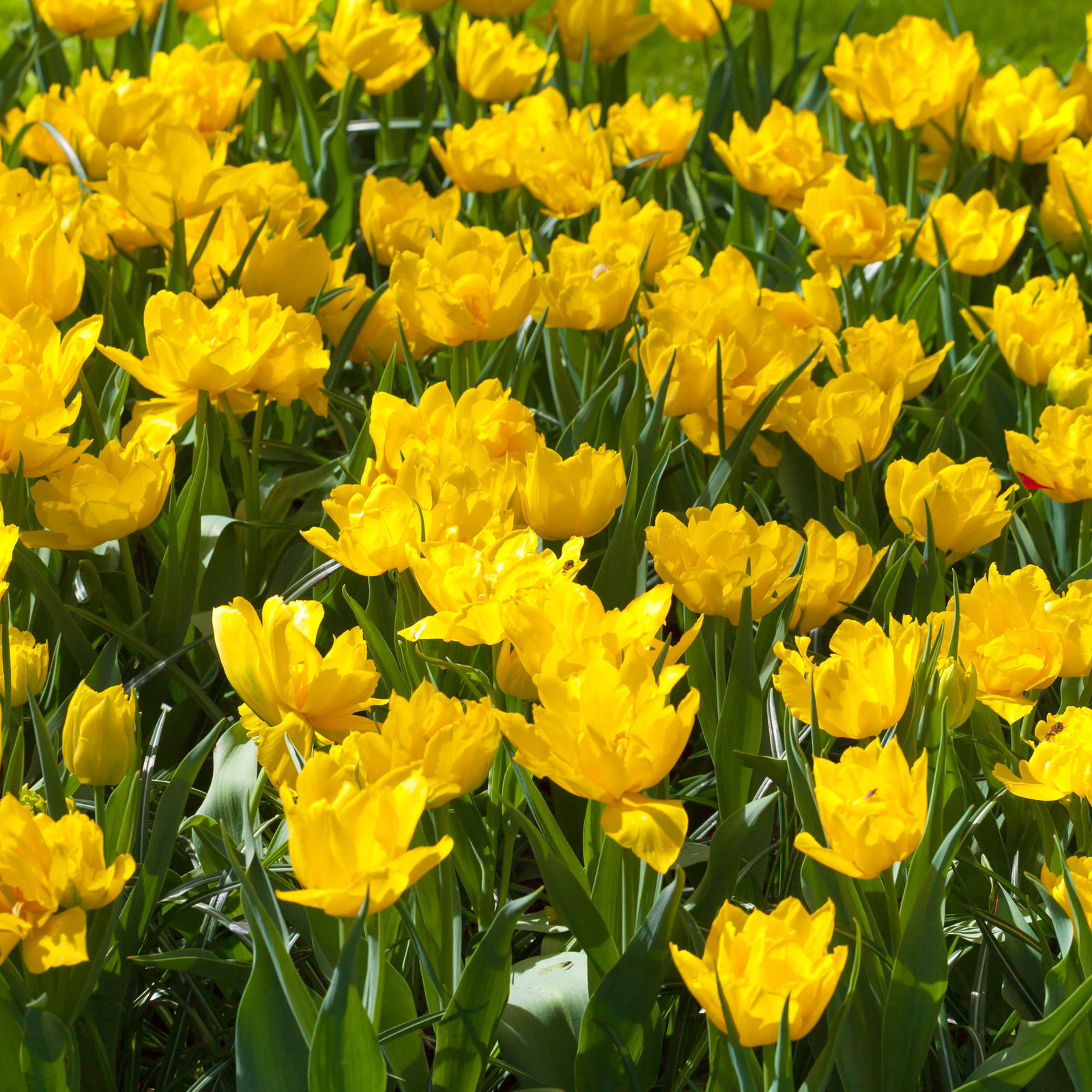 Tulpe gelb, gefüllt, vorgetrieben, Topf-Ø 15 cm, 3 Pflanzen