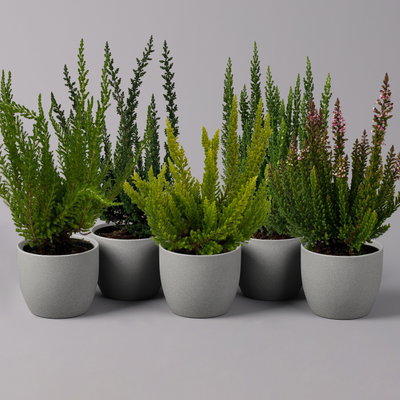 Besenheide SKYLINE®, Mischung zufällig, Topf-Ø 6,5 cm, 12 Pflanzen Besenheide SKYLINE®, Mischung zufällig, Topf-Ø 6,5 cm, 12 Pflanzen