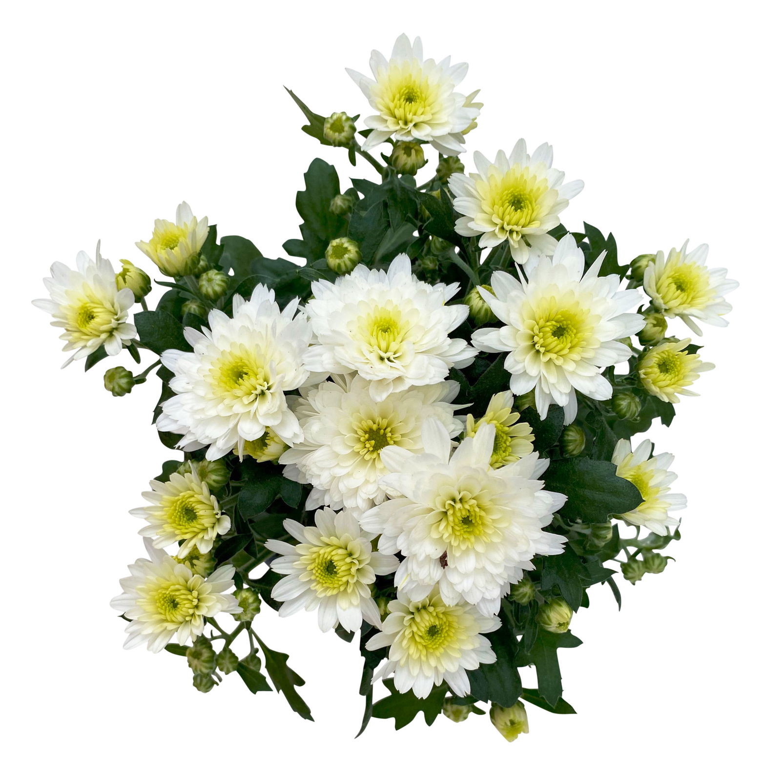 Chrysanthemen weiß, Topf-Ø 10,5 cm, 8er-Set