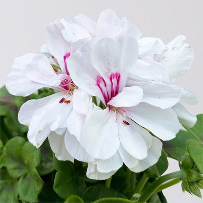 Pflanzenkreation Geranienzauber, groß, 6 Pflanzen inkl. Erde und Dünger Pflanzenkreation Geranienzauber, groß, 6 Pflanzen inkl. Erde und Dünger