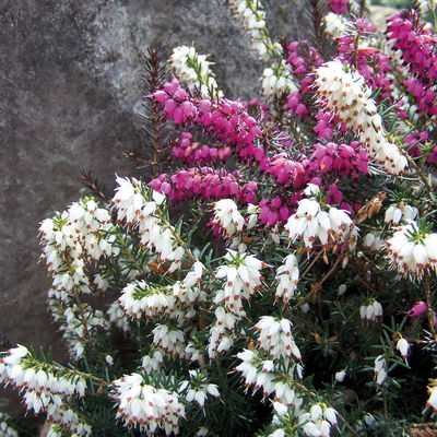 Winterheide 'Twin', rot und weiß, Topf-Ø 13 cm, 6 Pflanzen