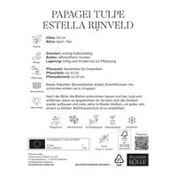 Papageitulpen Estella Rijnveld rot/weiß, 7 Blumenzwiebeln
